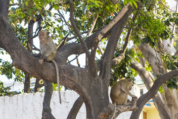 Macaque monkeys with long tale on tree