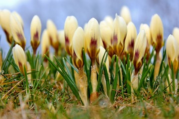 Group of pale Yellow crocus