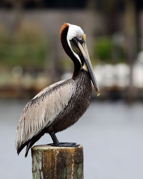 Pelican on post