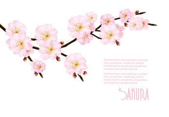 Spring nature background with blossoming sakura branches. Vector
