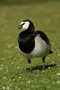 Bernacle Goose