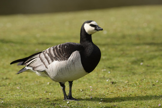 Bernacle Goose