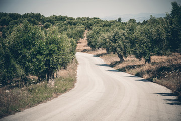 Olive trees in a row