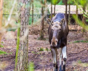 Fototapeta premium Moose portrait photographed in forest