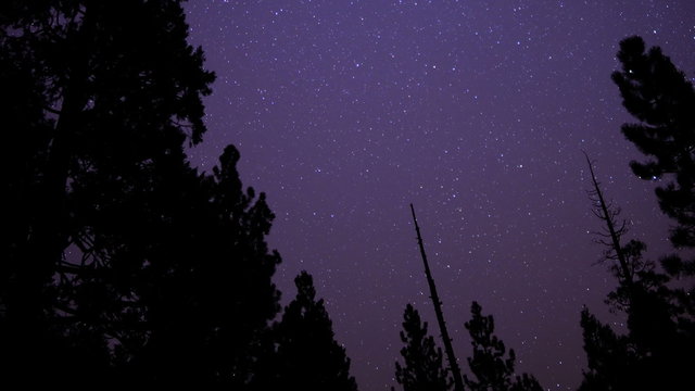 Starry Sky in Pine Forest 04 Tilt Up