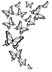 butterflies design