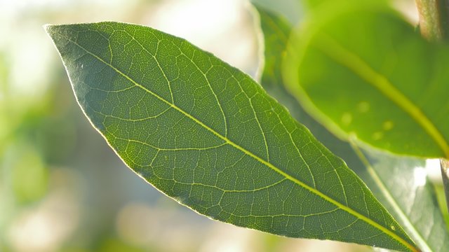 Green Laurus nobilis laurel tree leaf outdoor slow panning shallow DOF 4K 2160p UltraHD footage - Laurel plant leaves texture slow panning 4K 3840X2160 UHD video 