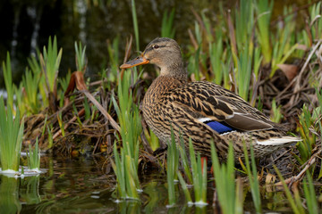 Mallard, Duck, Anas platyrhynchos