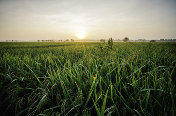 beautiful sunrise at paddy field.green paddy plant with dew. abandon house surrounded by green paddy with sunlight
