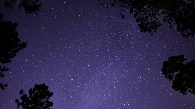 Starry Sky in Pine Forest 05 Milky Way