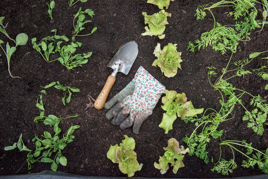 Garden tools on a vegetable patch.