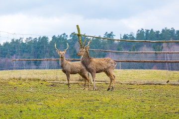 Sika deer - Dybowski deer flock