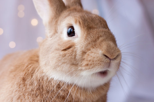 Cute And Adorable Rufous House Bunny Rabbit Closeup With Mouth Open