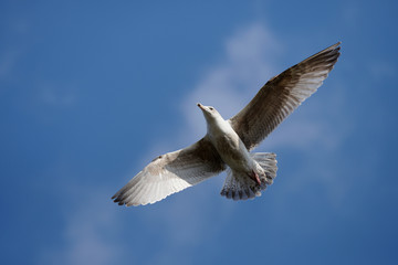 European Herring Gull, Larus argentatus