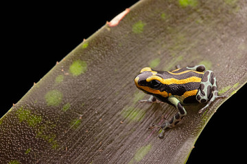poison dart frog Peru