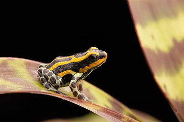 Fototapeta premium yellow striped poison dart frog