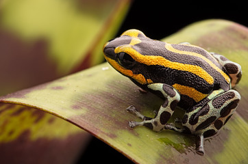 poisin dart frog Ranitomeya lamasi
