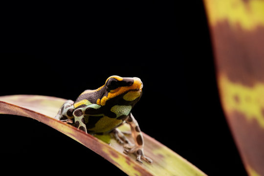 poison dart frog Peru rain forest