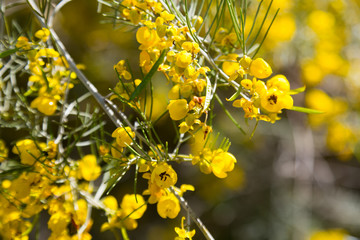 Closeup of  Senna artemisioides plant