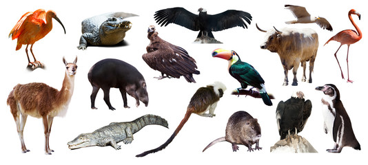 Set of  South American animals over white