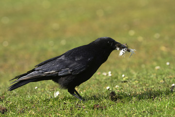 Carrion Crow