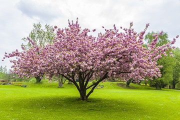 Naklejka premium Beautiful sakura tree in the park