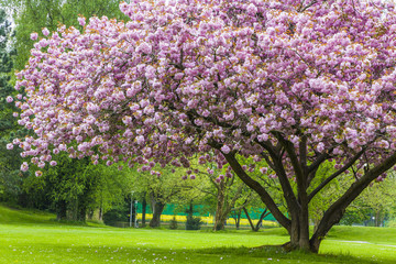 Bel arbre de sakura dans le parc