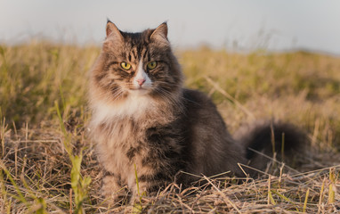 syberian cat outdoor