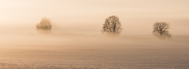 Winterlandschaft mit Nebel bei Bernau im Barnim