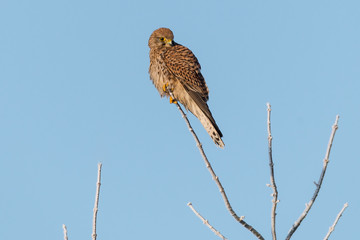 Turmfalke (Falco tinnunculus) Weibchen im Winter auf einem Ast