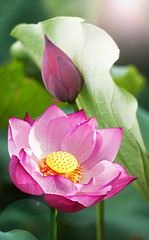 Beautiful lotus