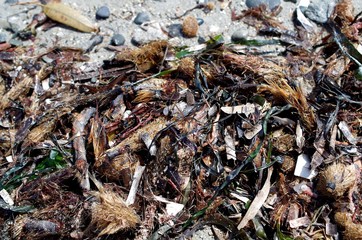 Fotografia del Mare e della Spiaggia