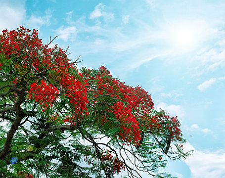Peacock flowers on poinciana tree over blue sky