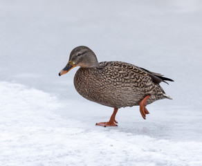 Female Mallard in Winter