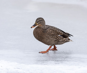 Female Mallard in Winter