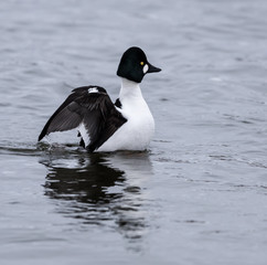 Male Common Goldeneye Splashing Water With Open Wings in Winter