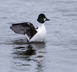 Common Goldeneye Splashing its Wings in Winter