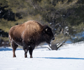 Fototapeta premium American Bison (Buffalo Meadow) in Winter