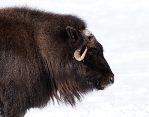 Muskox Portrait in Winter