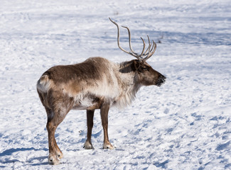 Naklejka na ściany i meble Reindeer or Caribou in Winter