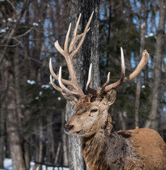 Naklejka na ściany i meble Elk Portrait in Winter