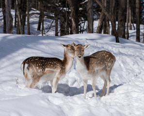 Two Fallow Deers in Winter
