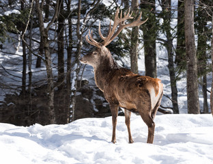 Naklejka na ściany i meble Elk Deer in Winter