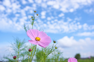 コスモスの花と秋の雲