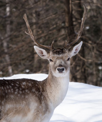 Fallow Deer Portrait in Winter 
