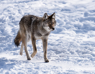 Coyote Running on Snow in Winter