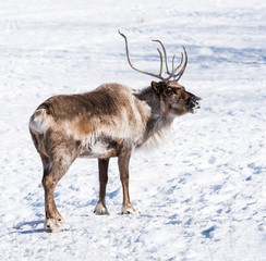 Reindeer or Caribou in Winter