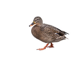 Female Mallard on White Background, Isolated
