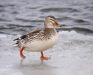 Leucistic Female Mallard Hen Standing on Ice
