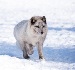 Arctic Fox in Winter